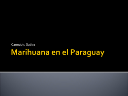 Marihuana en el Paraguay