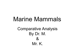 Marine Mammals - Great Neck School District