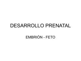 DESARROLLO PRENATAL
