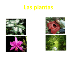Las plantas - SpanishImmersion