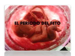 El periodo del feto