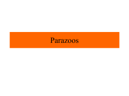 Parazoos