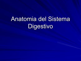 Anatomia del Sistema Digestivo