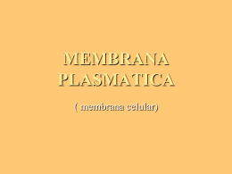 MEMBRANA PLASMATICA - Bioquimica113's Blog | Just …
