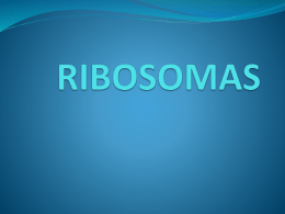 RIBOSOMAS