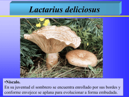 Lactarius deliciosus