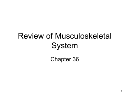 Review of Musculoskeletal System