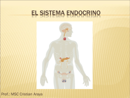 El Sistema Endocrino