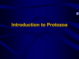 Introduction to Protozoa