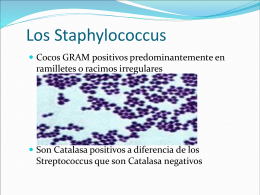Los Staphylococcus