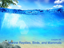 Marine Reptiles, Birds, and Mammals