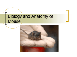Anatomy of Mouse