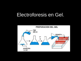 Electroforesis en Gel.