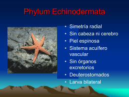 Echinodermos