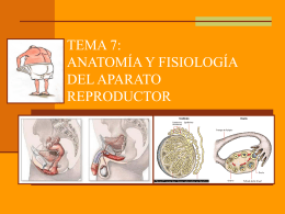anatomía y fisiología del aparato reproductor