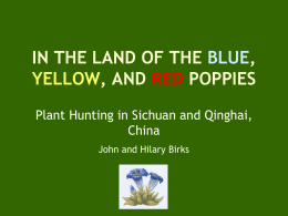 In the land of the blue, yellow, and red poppies