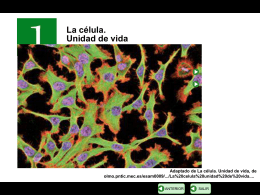 Ppt de la célula: Procariota y eucariota