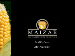corn - Maizar