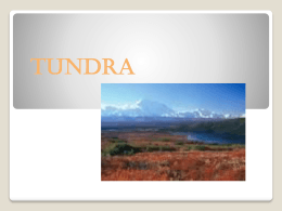 TUNDRA - Tercer año Magisterio Melo