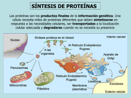 sintesis de proteina 2