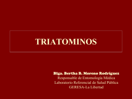 4. Triatominos