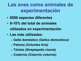 La rata como animal de experimentación