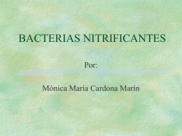 las bacterias nitrificantes