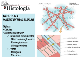 Matriz Extracelular