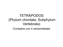 TETRÁPODOS (Phylum chordata, Subphylum Vertebrata)