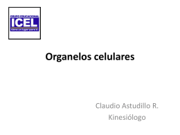 Organelos celulares
