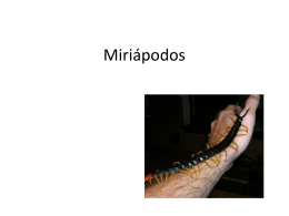 Miriápodos