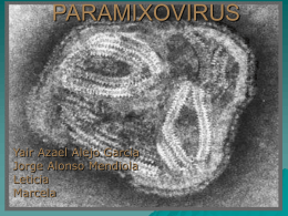 Paramixovirus
