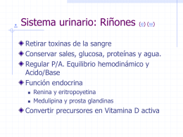 Sistema urinario: Riñones (e)