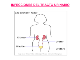 Diagnóstico microbiológico de las infecciones del tracto urinario (ITU)