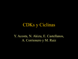 CDK2/ciclinaA