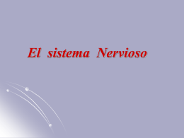 SISTEMA NERVIOSO II para 5