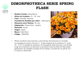 Dimorphotheca Serie Spring Flash Dimorphotheca