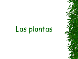 Partes de una planta
