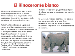 El Rinoceronte blanco