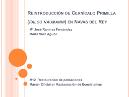 Reintroducción de Cernícalo Primilla (falco naumanni)