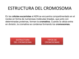 ESTRUCTURA DEL CROMOSOMA (957041)