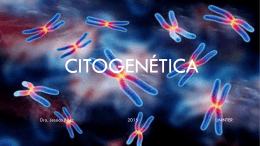 Cromosomas Homólogos