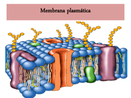 membrana_estructura
