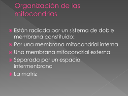 Organización de las mitocondrias