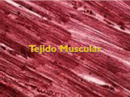 tejido muscular pp (biologia 6ºM) (190745)