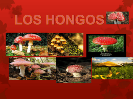 LOS HONGOS