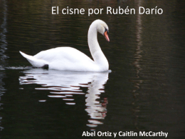 El cisne por - LiteraturaUMass2011