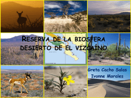 Reserva de la biosfera desierto de el vizcaino