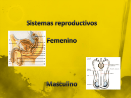 Sistemas reproductivos Femenino Masculino