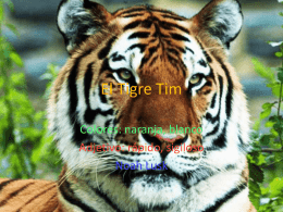El Tigre Tim